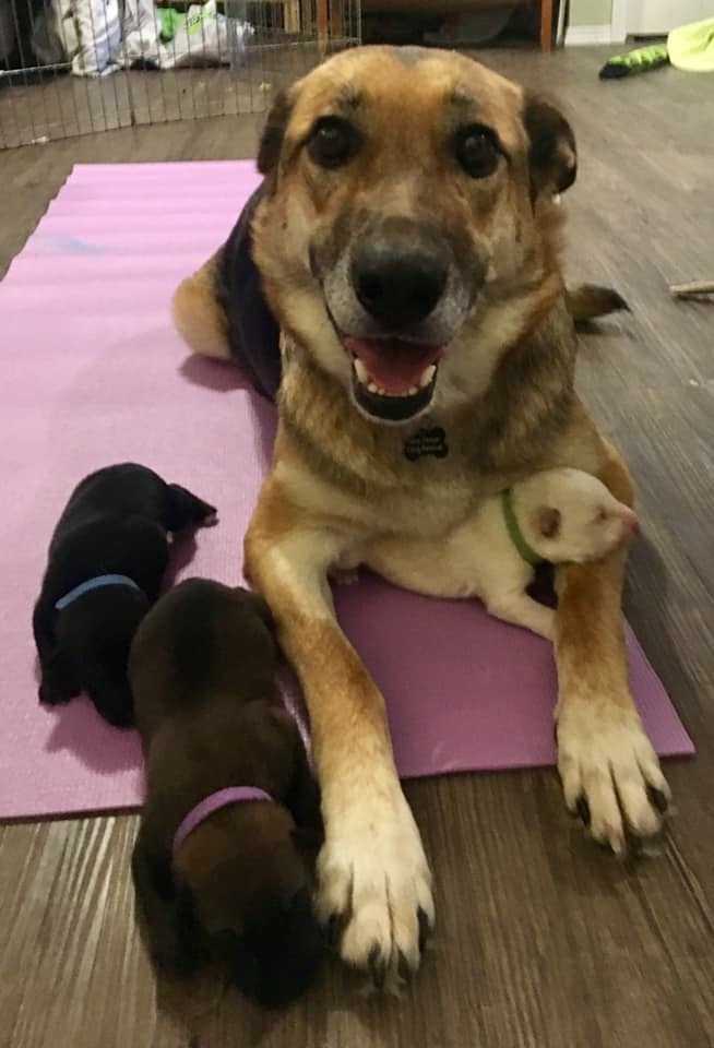 Saskatoon Puppy Yoga